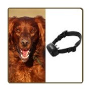 Collier anti-aboiement