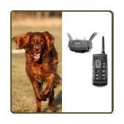 Collier de dressage, accessoires chien chasse